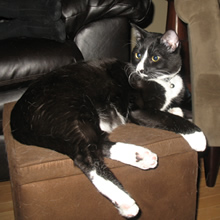 Parker vet off Lincoln offers care to dogs, cats and exotic pets. Meridian Small Animal Hospital in Parker, Colorado