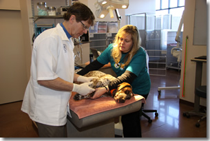 Valerie and Dr. Morris working on a dog at Meridian Animal Hospital in Parker, CO